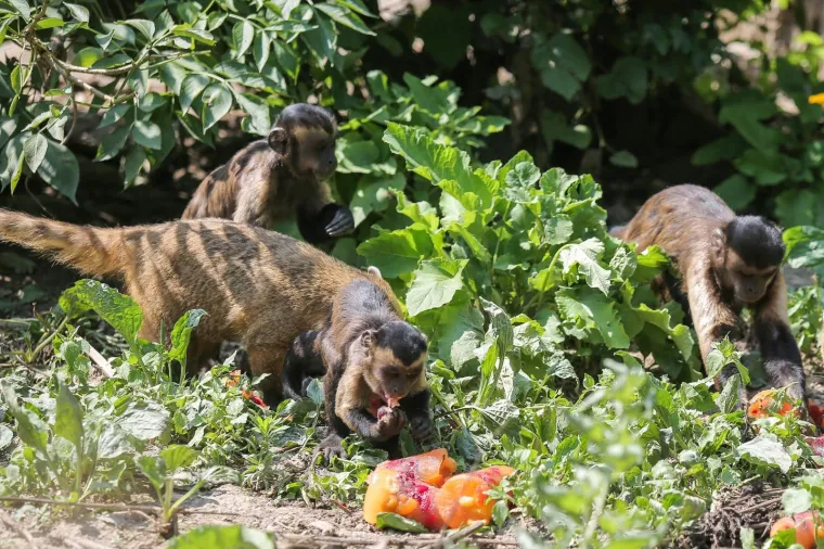 Zanima vas kako se životinje &scaron;tite od vrućina? U zagrebačkom ZOO-u rashlađuju se ledenim poslasticama!