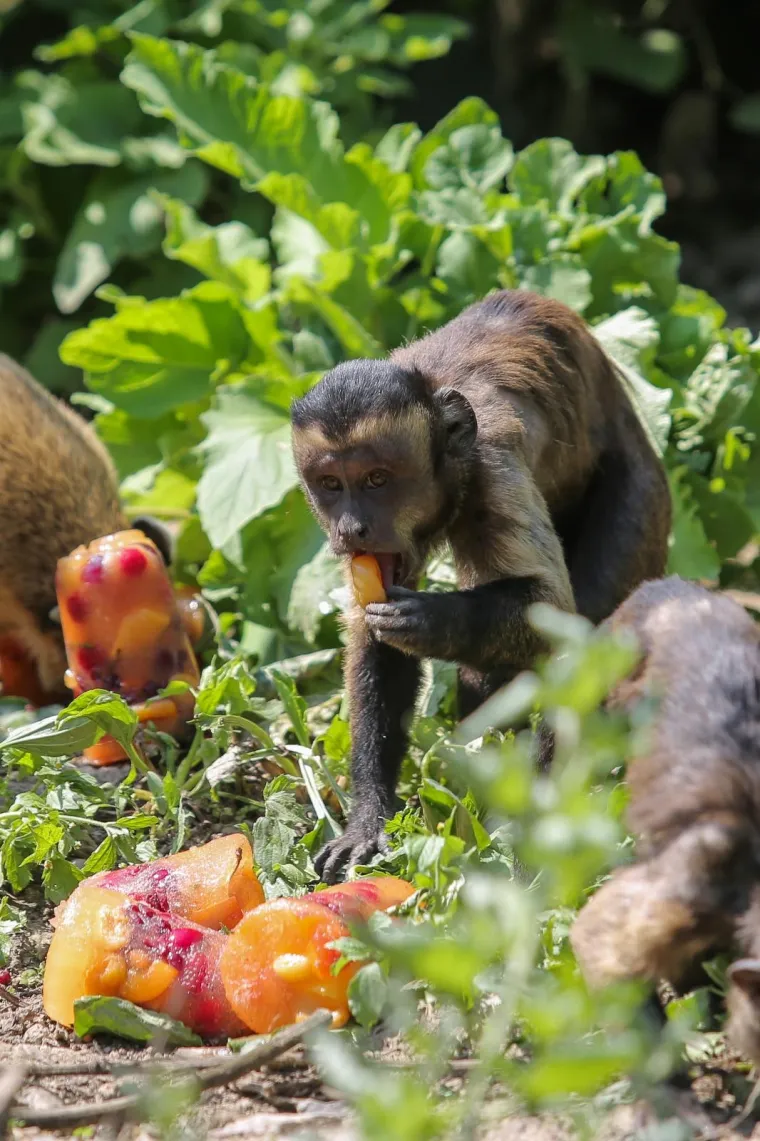 Zanima vas kako se životinje &scaron;tite od vrućina? U zagrebačkom ZOO-u rashlađuju se ledenim poslasticama!