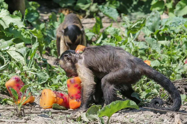 Zanima vas kako se životinje &scaron;tite od vrućina? U zagrebačkom ZOO-u rashlađuju se ledenim poslasticama!
