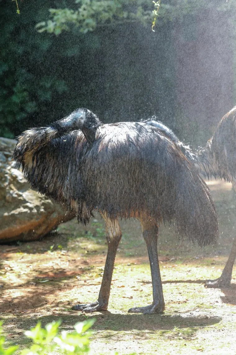 Zanima vas kako se životinje &scaron;tite od vrućina? U zagrebačkom ZOO-u rashlađuju se ledenim poslasticama!