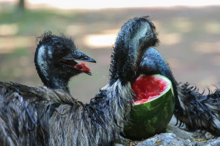 Zanima vas kako se životinje &scaron;tite od vrućina? U zagrebačkom ZOO-u rashlađuju se ledenim poslasticama!