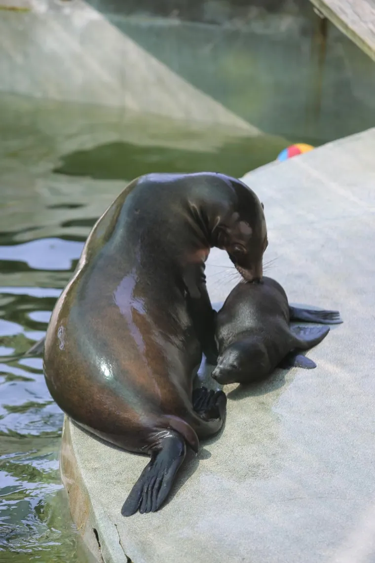 Zanima vas kako se životinje &scaron;tite od vrućina? U zagrebačkom ZOO-u rashlađuju se ledenim poslasticama!