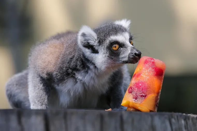Zanima vas kako se životinje &scaron;tite od vrućina? U zagrebačkom ZOO-u rashlađuju se ledenim poslasticama!