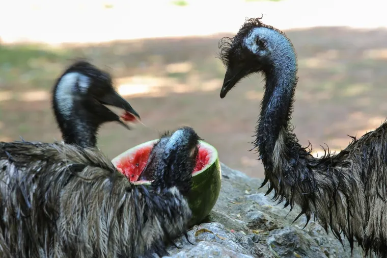 Zanima vas kako se životinje &scaron;tite od vrućina? U zagrebačkom ZOO-u rashlađuju se ledenim poslasticama!