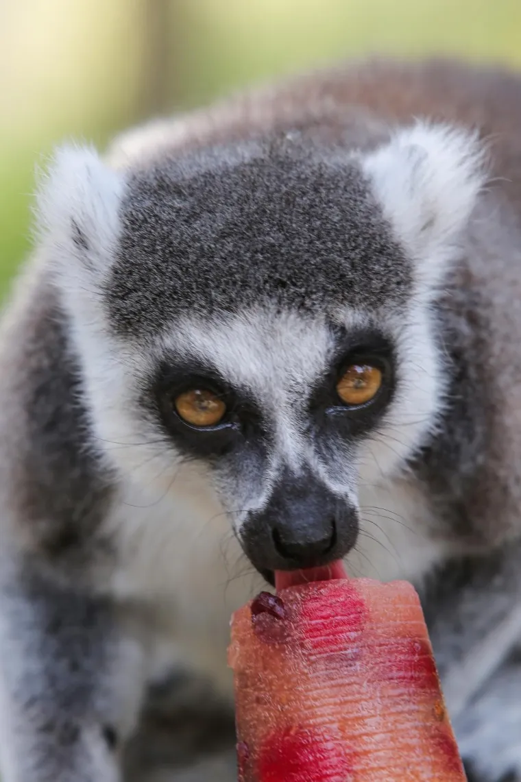Zanima vas kako se životinje &scaron;tite od vrućina? U zagrebačkom ZOO-u rashlađuju se ledenim poslasticama!