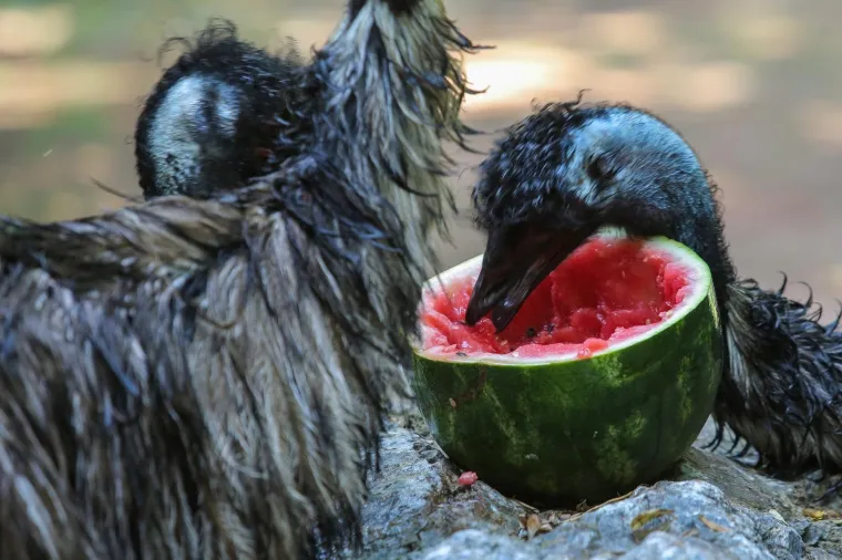 Zanima vas kako se životinje &scaron;tite od vrućina? U zagrebačkom ZOO-u rashlađuju se ledenim poslasticama!