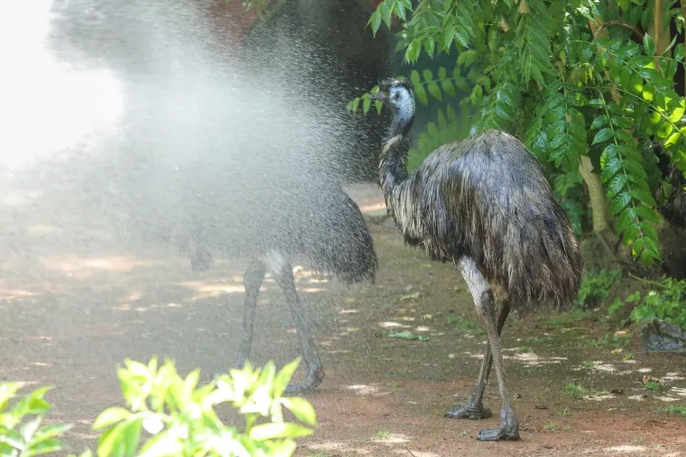 Zanima vas kako se životinje &scaron;tite od vrućina? U zagrebačkom ZOO-u rashlađuju se ledenim poslasticama!