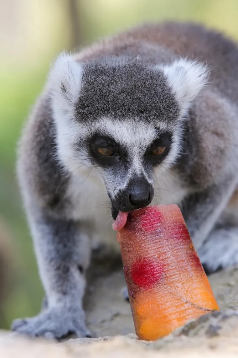 Zanima vas kako se životinje &scaron;tite od vrućina? U zagrebačkom ZOO-u rashlađuju se ledenim poslasticama!