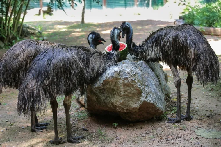 Zanima vas kako se životinje &scaron;tite od vrućina? U zagrebačkom ZOO-u rashlađuju se ledenim poslasticama!