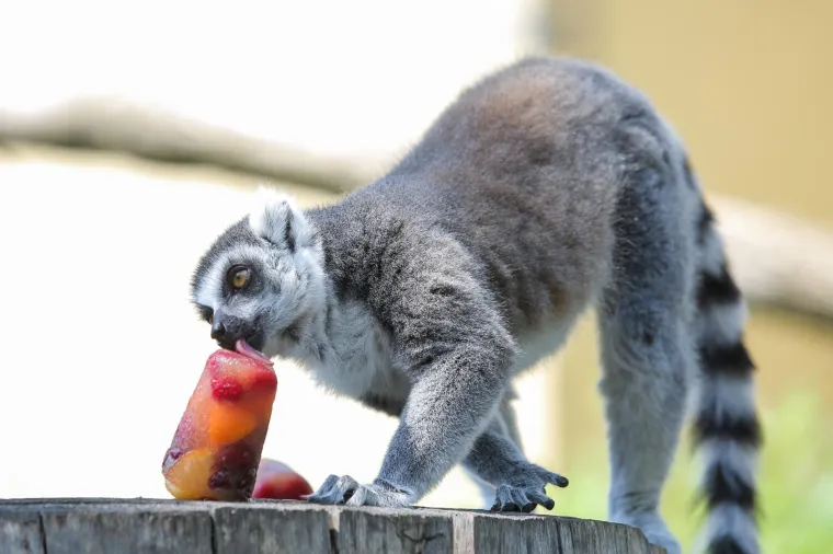 Zanima vas kako se životinje &scaron;tite od vrućina? U zagrebačkom ZOO-u rashlađuju se ledenim poslasticama!