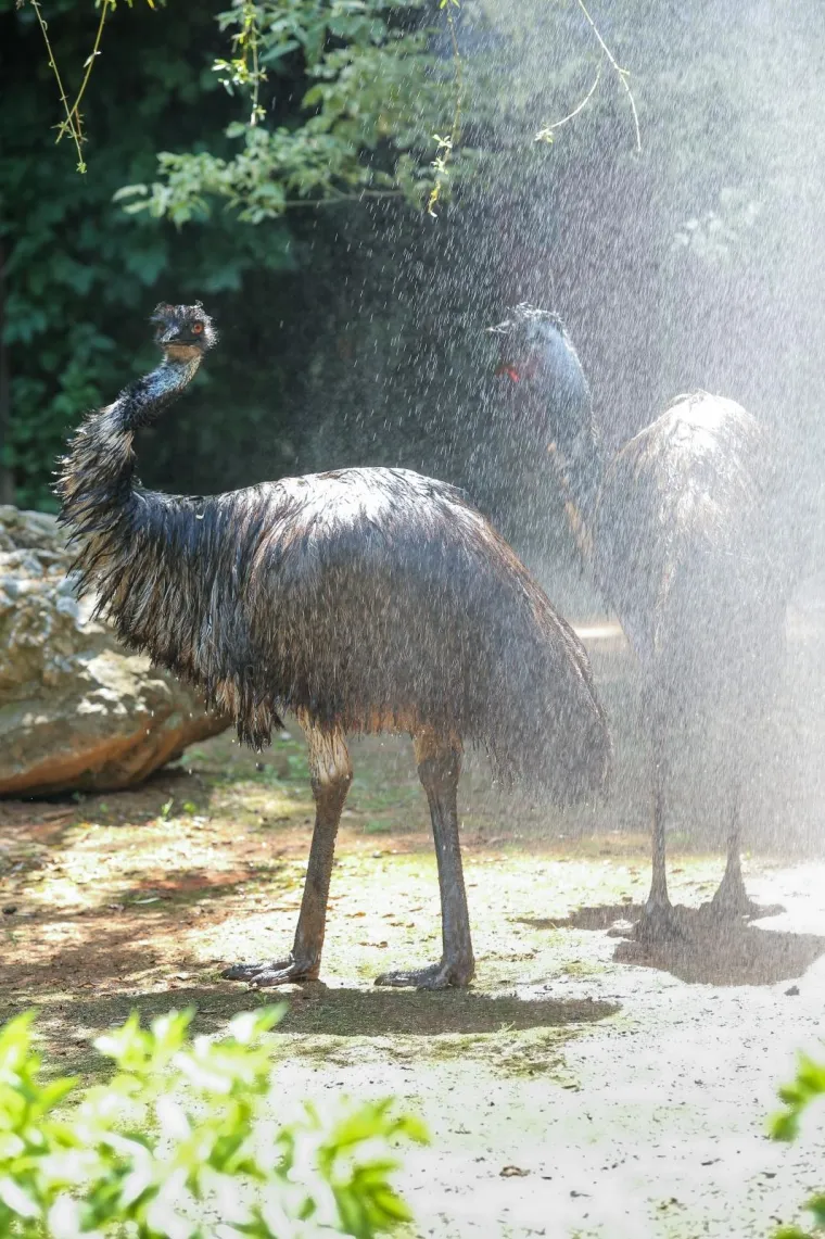 Zanima vas kako se životinje &scaron;tite od vrućina? U zagrebačkom ZOO-u rashlađuju se ledenim poslasticama!