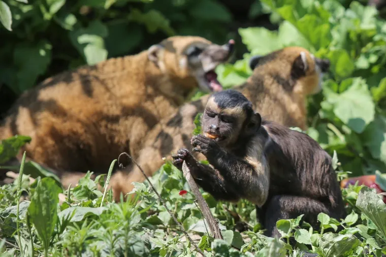 Zanima vas kako se životinje &scaron;tite od vrućina? U zagrebačkom ZOO-u rashlađuju se ledenim poslasticama!