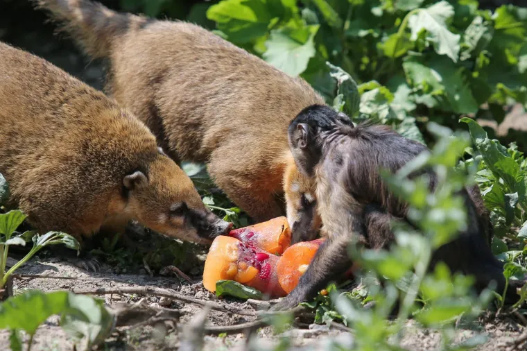 Zanima vas kako se životinje &scaron;tite od vrućina? U zagrebačkom ZOO-u rashlađuju se ledenim poslasticama!