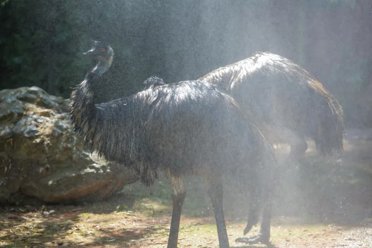 Zanima vas kako se životinje &scaron;tite od vrućina? U zagrebačkom ZOO-u rashlađuju se ledenim poslasticama!