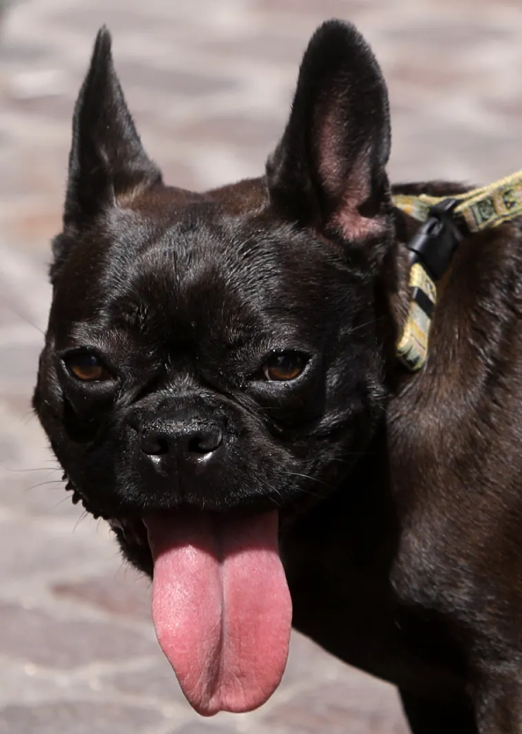 'Najgore tek dolazi': Europu zahvatio toplinski val, zatvaraju se &scaron;kole, zabranjen transport životinja...