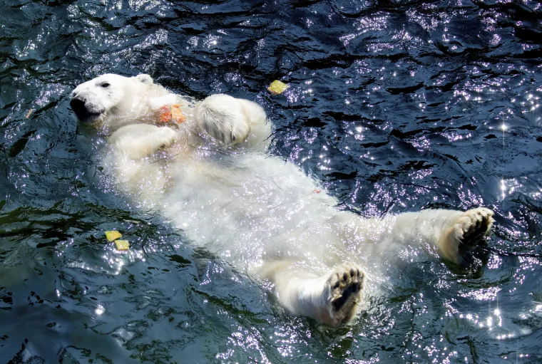'Najgore tek dolazi': Europu zahvatio toplinski val, zatvaraju se &scaron;kole, zabranjen transport životinja...