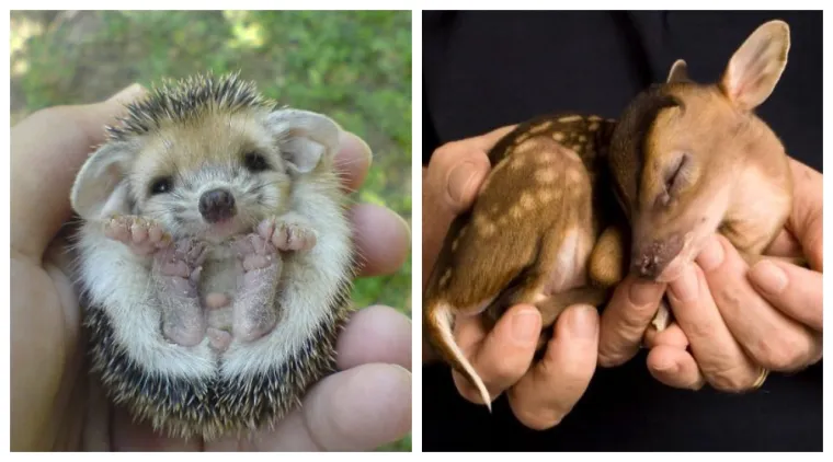 Kao kap vode na dlanu: Preslatke fotografije mladunčadi različitih životinja