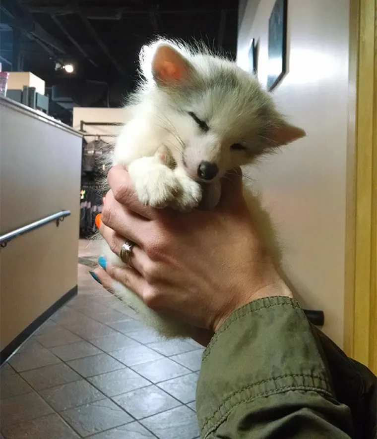 Kao kap vode na dlanu: Preslatke fotografije mladunčadi različitih životinja