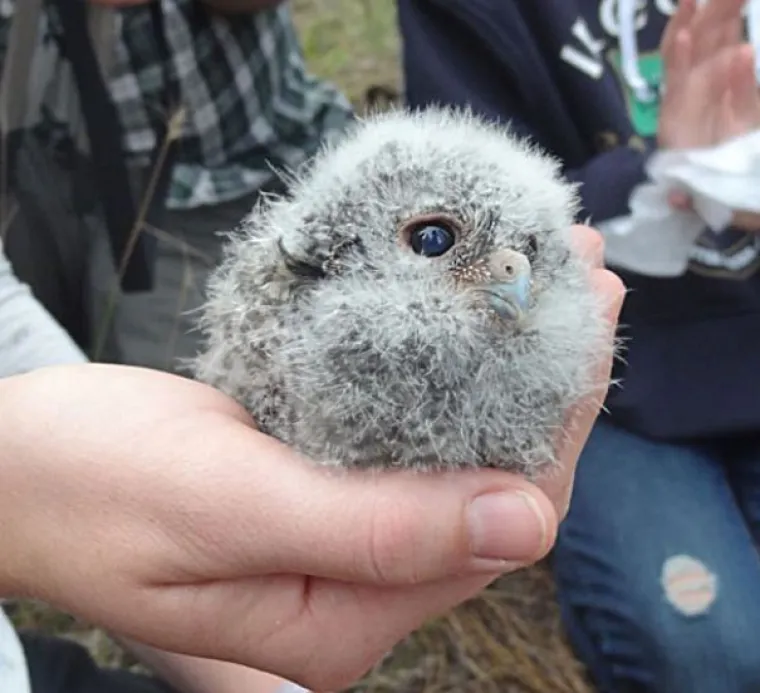 Kao kap vode na dlanu: Preslatke fotografije mladunčadi različitih životinja