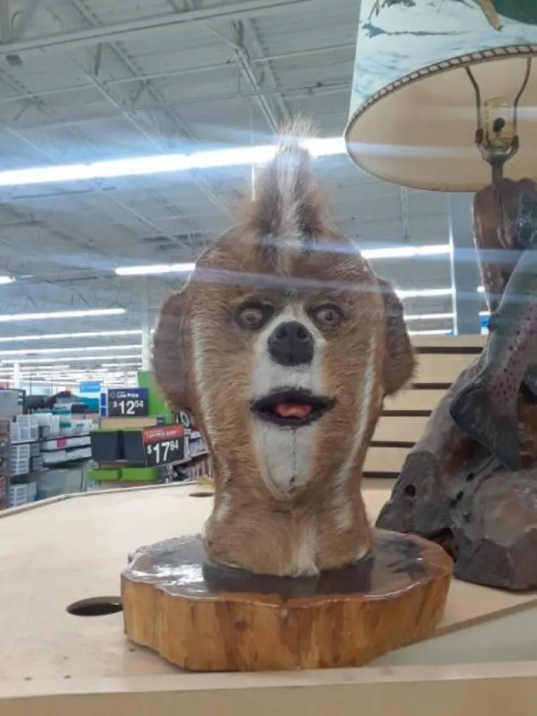 IMATE LI ČELIČNE ŽIVCE ILI STE KUKAVICA? Zavirite u galeriju koja će otkriti puno toga o vama