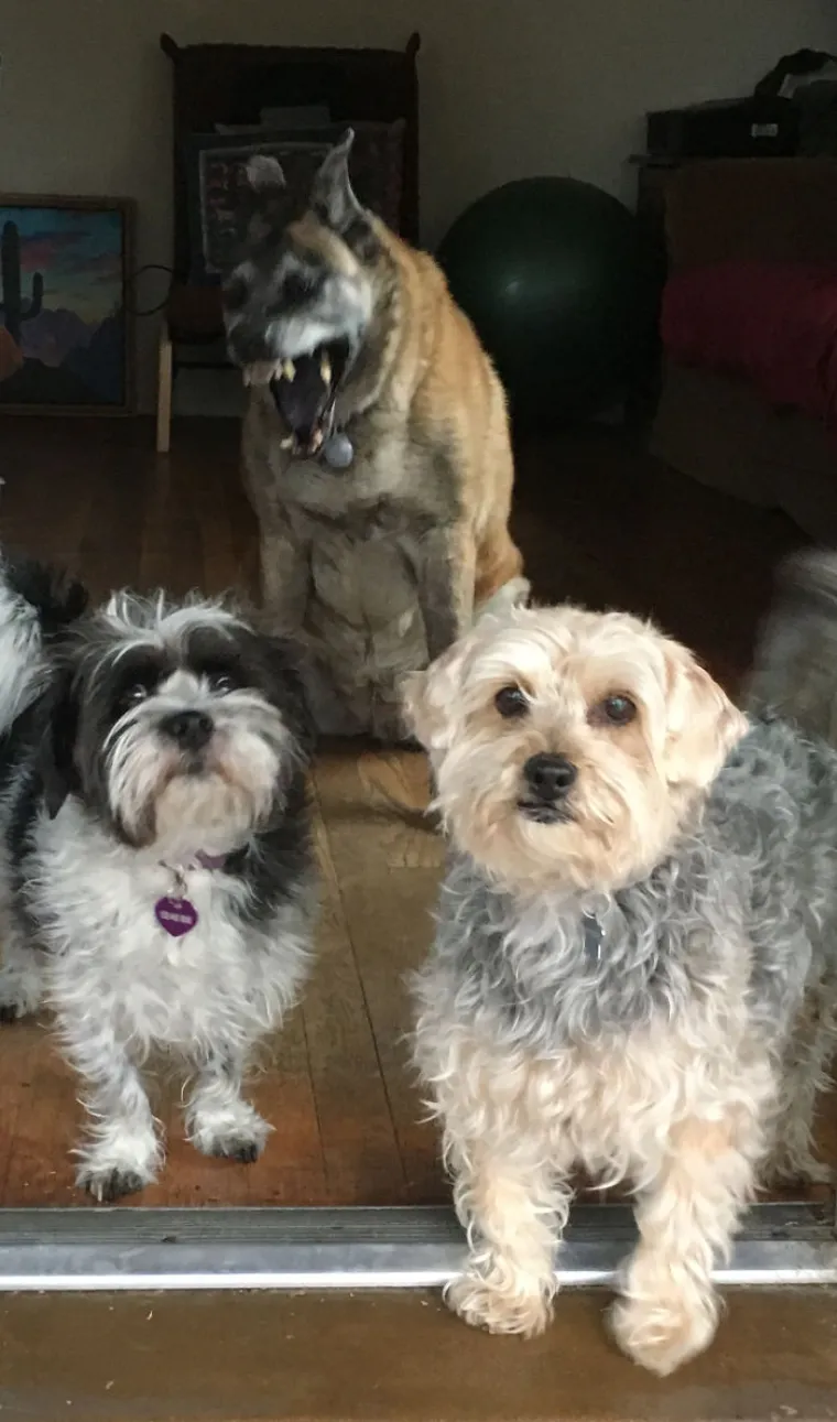 LJUDI SU POKAZALI NAJRUŽNIJE FOTOGRAFIJE SVOJIH LJUBIMACA: Rezultat je posve urnebesan