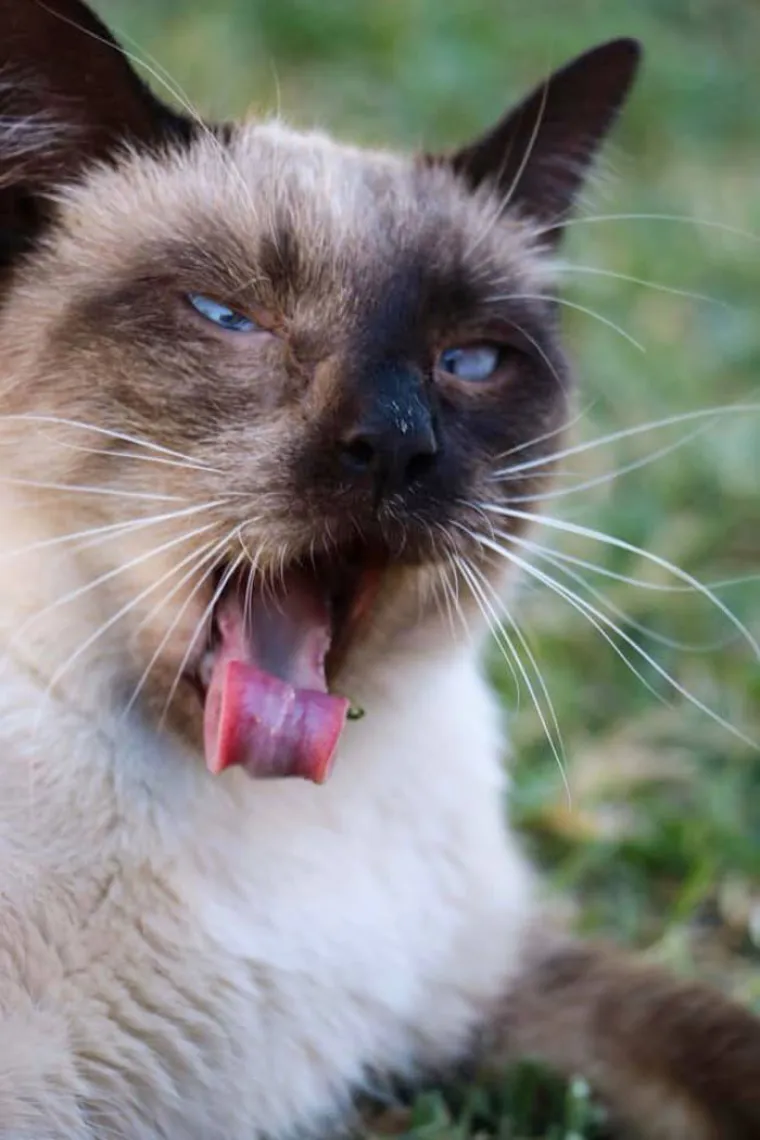LJUDI SU POKAZALI NAJRUŽNIJE FOTOGRAFIJE SVOJIH LJUBIMACA: Rezultat je posve urnebesan