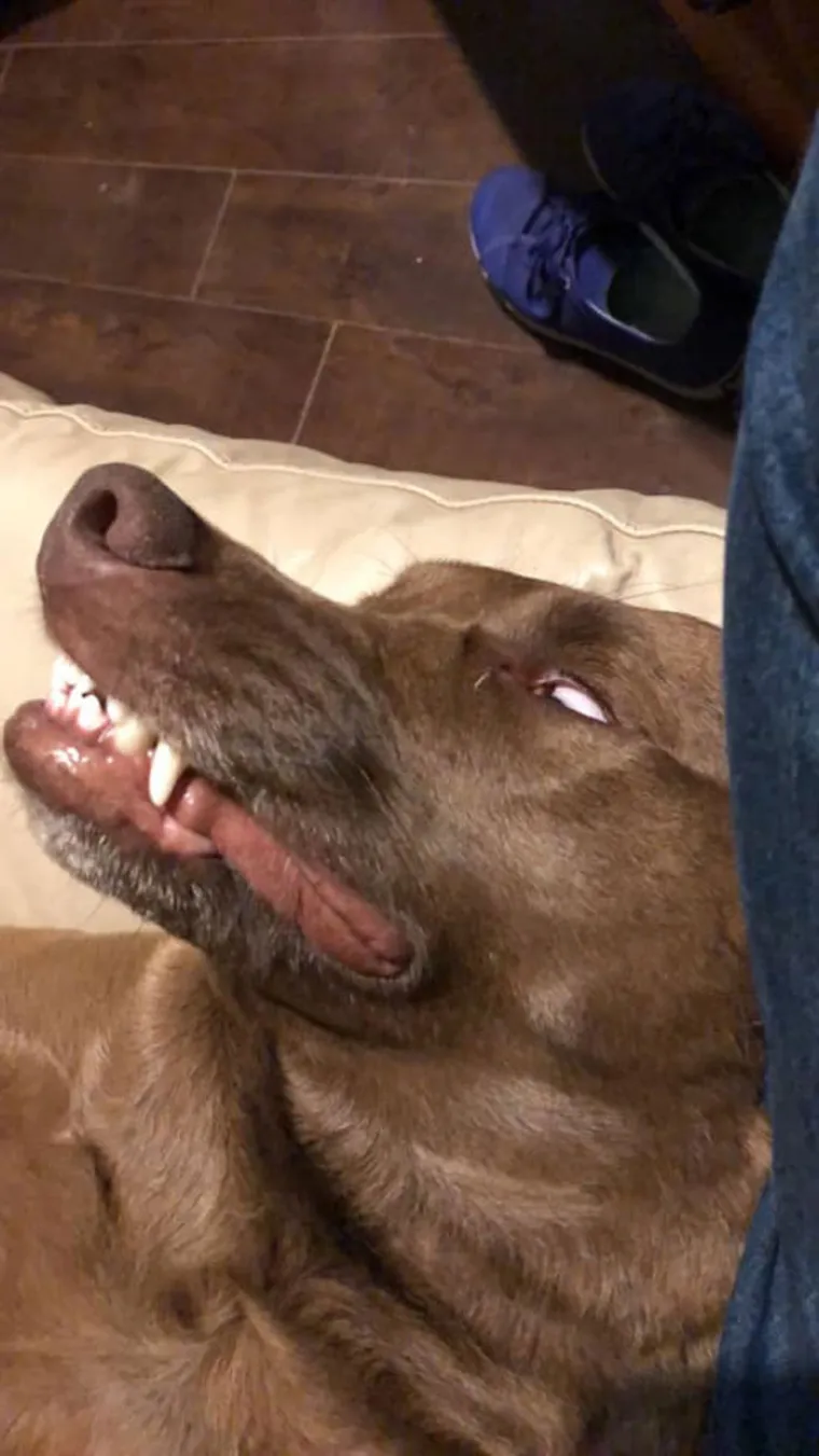 LJUDI SU POKAZALI NAJRUŽNIJE FOTOGRAFIJE SVOJIH LJUBIMACA: Rezultat je posve urnebesan