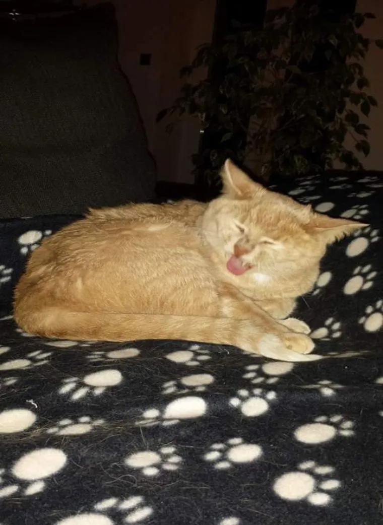 LJUDI SU POKAZALI NAJRUŽNIJE FOTOGRAFIJE SVOJIH LJUBIMACA: Rezultat je posve urnebesan