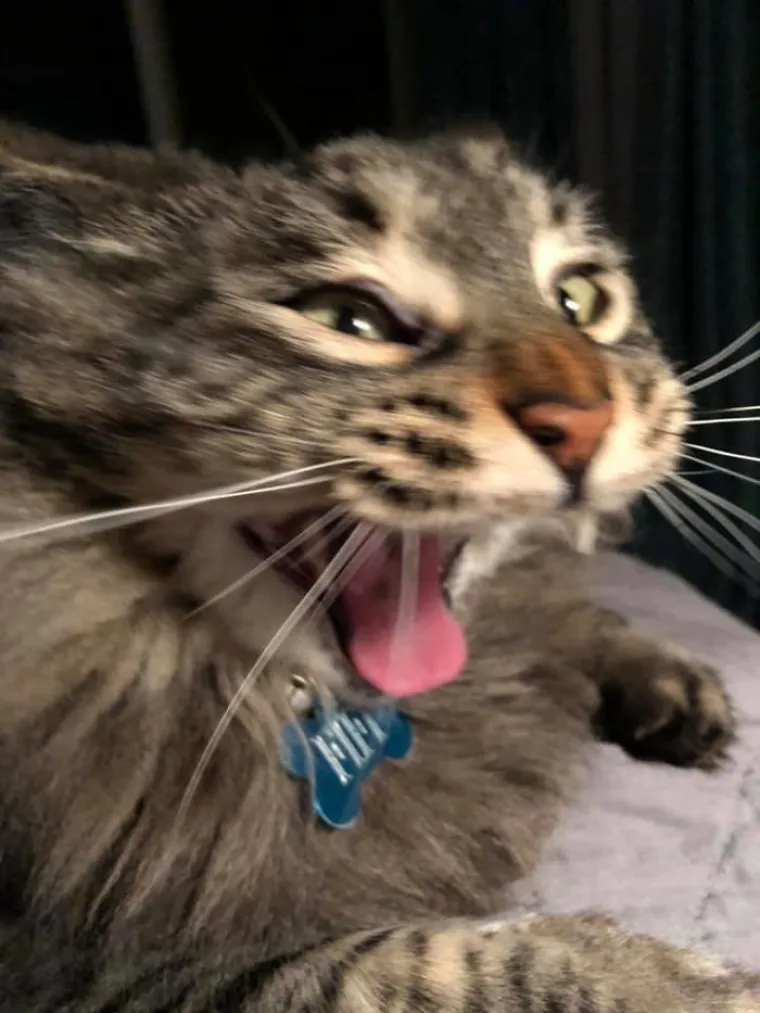 LJUDI SU POKAZALI NAJRUŽNIJE FOTOGRAFIJE SVOJIH LJUBIMACA: Rezultat je posve urnebesan