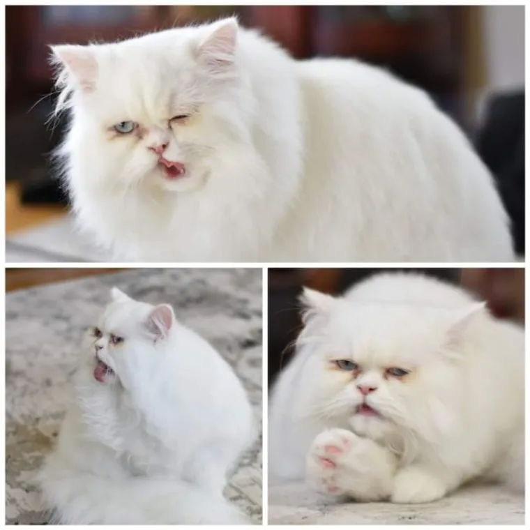 LJUDI SU POKAZALI NAJRUŽNIJE FOTOGRAFIJE SVOJIH LJUBIMACA: Rezultat je posve urnebesan