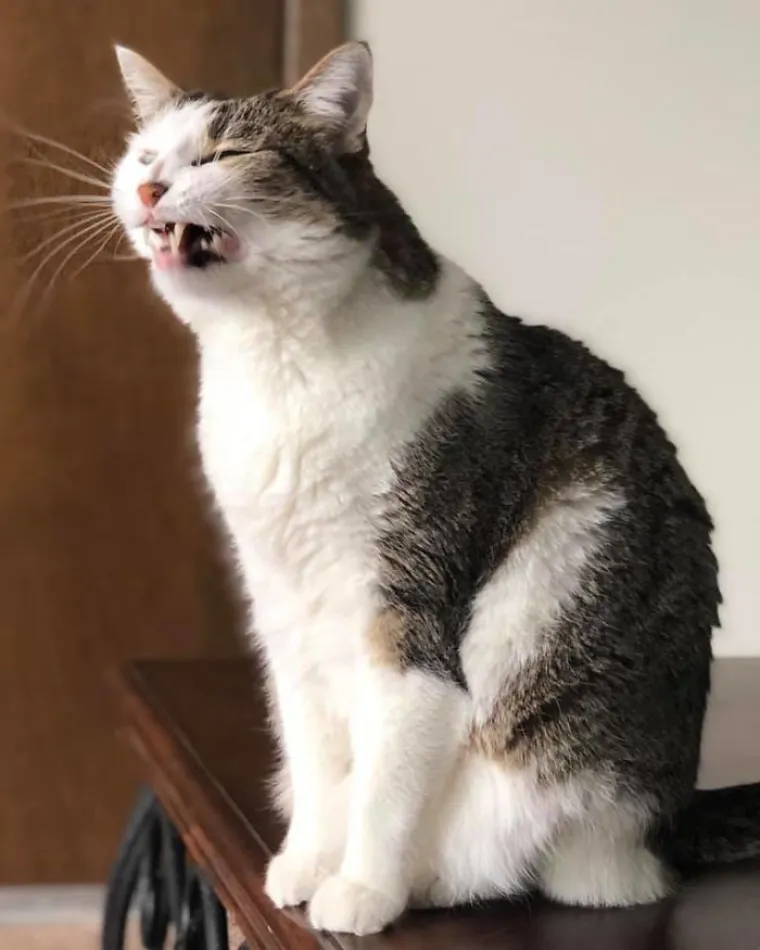 LJUDI SU POKAZALI NAJRUŽNIJE FOTOGRAFIJE SVOJIH LJUBIMACA: Rezultat je posve urnebesan