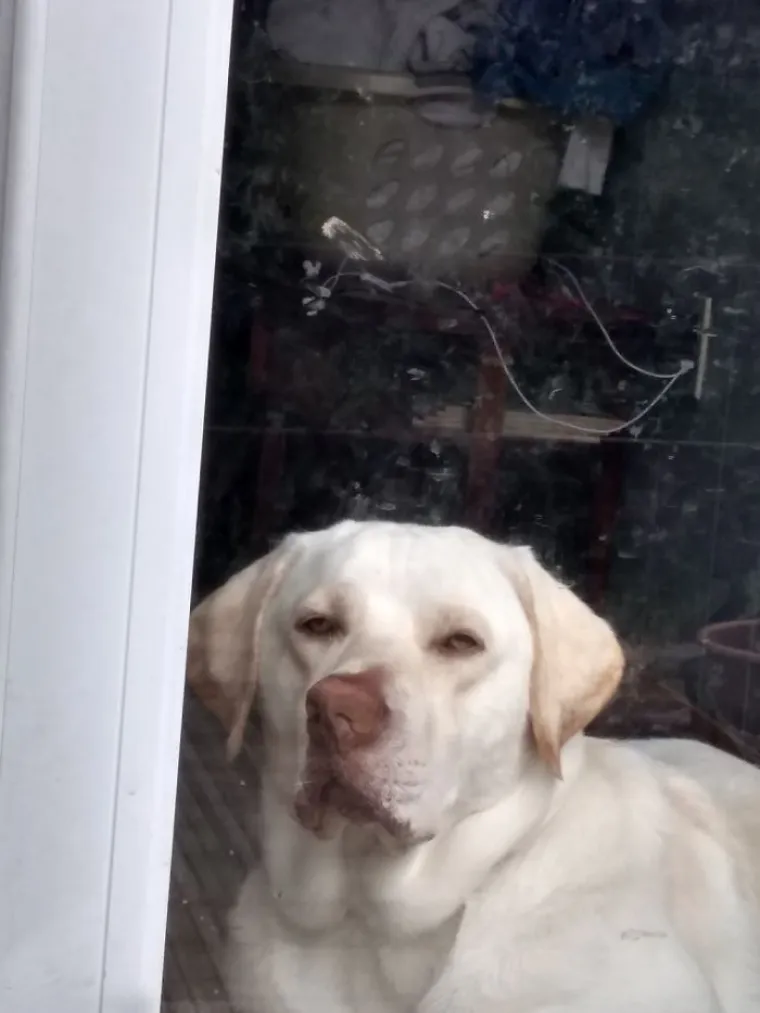 LJUDI SU POKAZALI NAJRUŽNIJE FOTOGRAFIJE SVOJIH LJUBIMACA: Rezultat je posve urnebesan