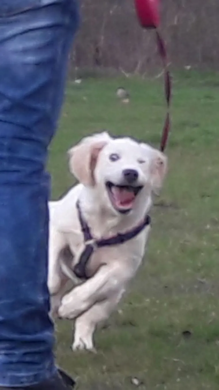 LJUDI SU POKAZALI NAJRUŽNIJE FOTOGRAFIJE SVOJIH LJUBIMACA: Rezultat je posve urnebesan