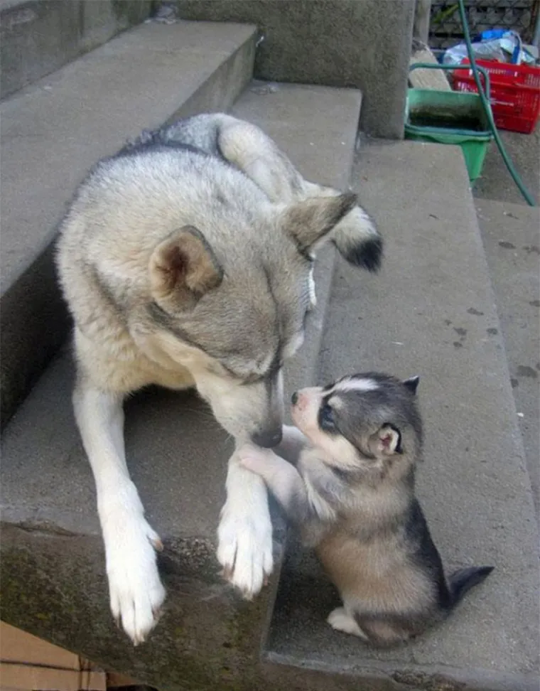 20 fotografija psića sa svojim roditeljima koji su toliko slatki da smo dobili dijabetes