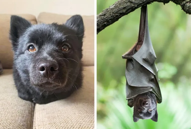 RUGANJE SA STILOM: Ove urnebesne fotobombe je ekipa na dru&scaron;tvenoj mreži proglasila najboljima ikad