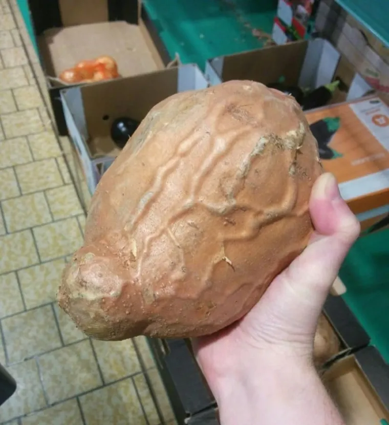 Ako uspijete proći kroz sve ove uklete slike, onda stvarno imate muda od čelika