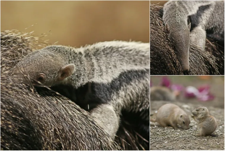 Zagrebački ZOO bogatiji je za ova preslatka stvorenja! 'Riječ je o prvom rođenom u Hrvatskoj'