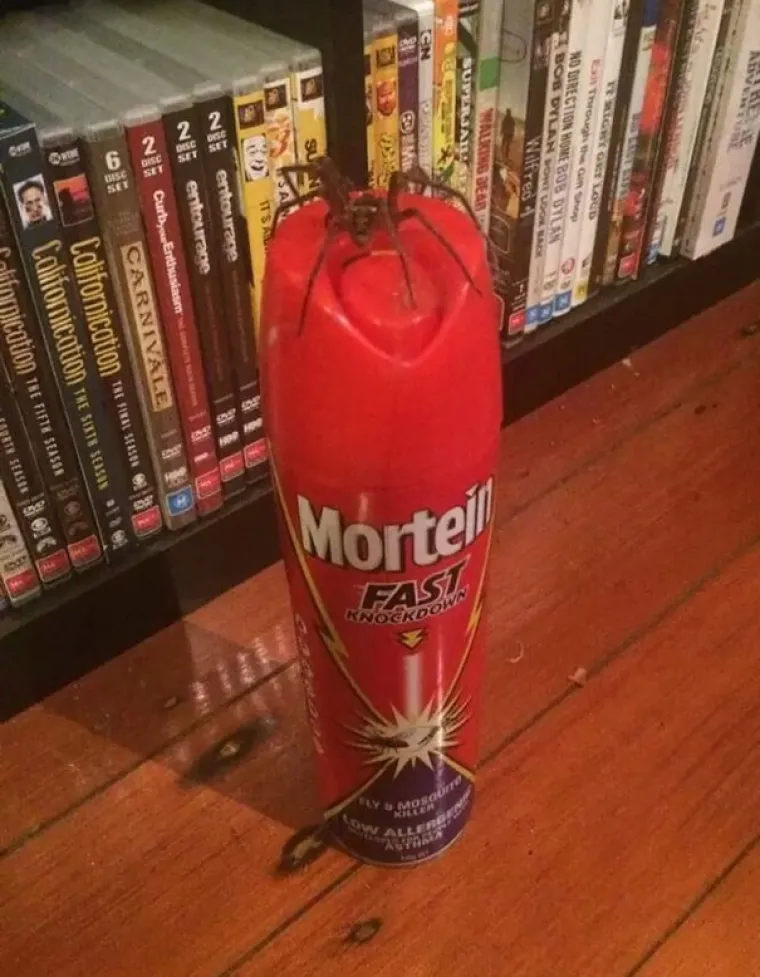 Fotografije nesretnih ljudi koji nisu pljunuli iza sebe tri puta nakon &scaron;to im je crna mačka pre&scaron;la put