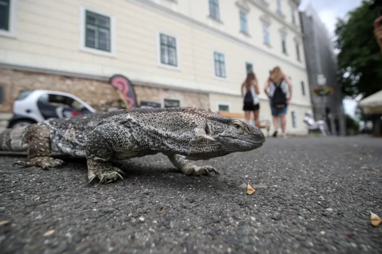 Da ti se sledi krv u žilama: Najotrovnije zmije svijeta stigle u Zagreb, hit izložbe kraljevska kobra Elvis