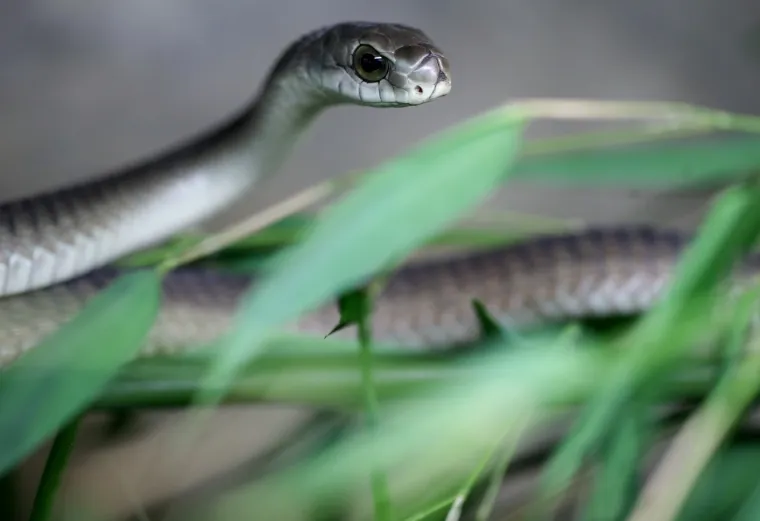 Da ti se sledi krv u žilama: Najotrovnije zmije svijeta stigle u Zagreb, hit izložbe kraljevska kobra Elvis