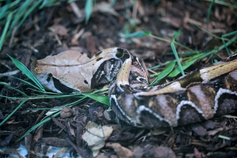 Da ti se sledi krv u žilama: Najotrovnije zmije svijeta stigle u Zagreb, hit izložbe kraljevska kobra Elvis