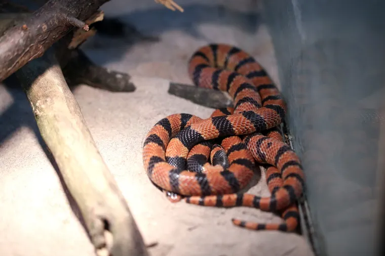 Da ti se sledi krv u žilama: Najotrovnije zmije svijeta stigle u Zagreb, hit izložbe kraljevska kobra Elvis