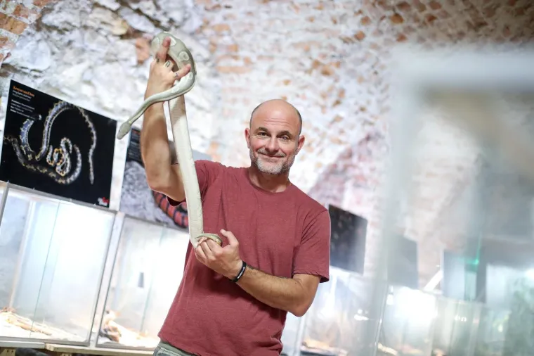 Da ti se sledi krv u žilama: Najotrovnije zmije svijeta stigle u Zagreb, hit izložbe kraljevska kobra Elvis