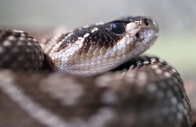 Da ti se sledi krv u žilama: Najotrovnije zmije svijeta stigle u Zagreb, hit izložbe kraljevska kobra Elvis