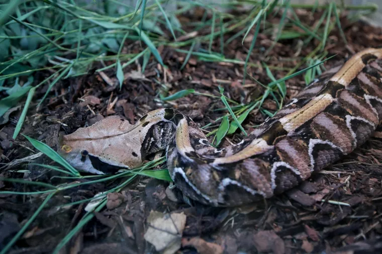 Da ti se sledi krv u žilama: Najotrovnije zmije svijeta stigle u Zagreb, hit izložbe kraljevska kobra Elvis