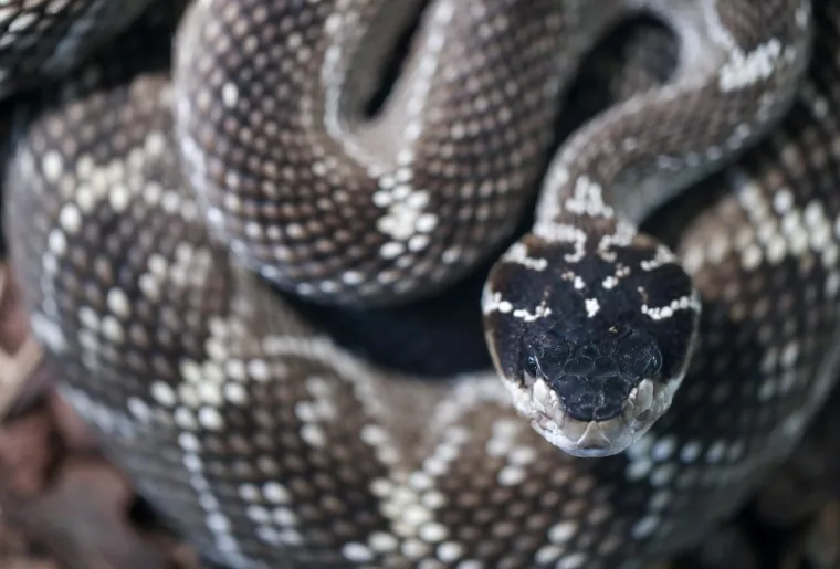 Da ti se sledi krv u žilama: Najotrovnije zmije svijeta stigle u Zagreb, hit izložbe kraljevska kobra Elvis