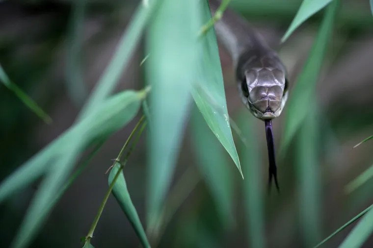 Da ti se sledi krv u žilama: Najotrovnije zmije svijeta stigle u Zagreb, hit izložbe kraljevska kobra Elvis
