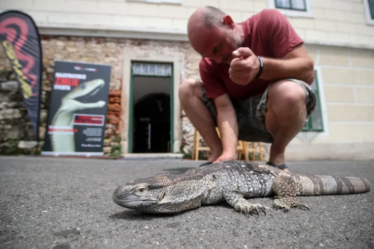 Da ti se sledi krv u žilama: Najotrovnije zmije svijeta stigle u Zagreb, hit izložbe kraljevska kobra Elvis