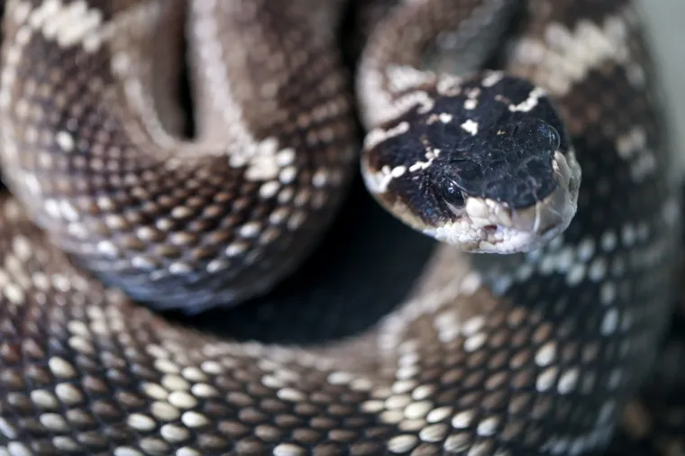 Da ti se sledi krv u žilama: Najotrovnije zmije svijeta stigle u Zagreb, hit izložbe kraljevska kobra Elvis