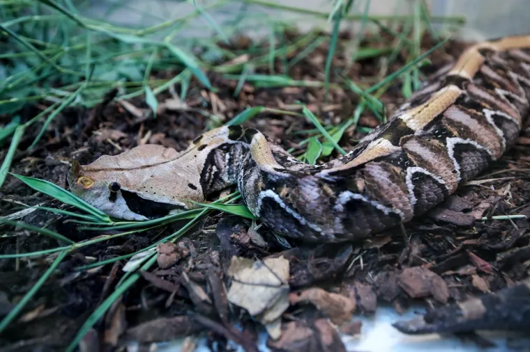 Da ti se sledi krv u žilama: Najotrovnije zmije svijeta stigle u Zagreb, hit izložbe kraljevska kobra Elvis